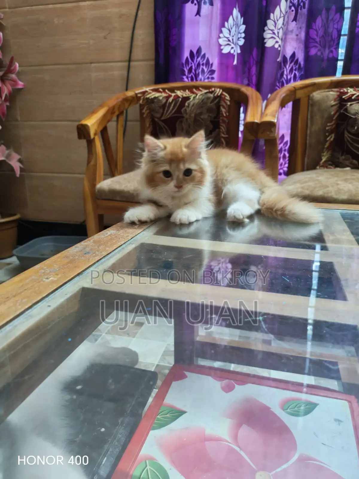 1-3 months Male Purebred Persian