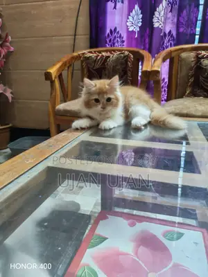 1-3 months Male Purebred Persian
