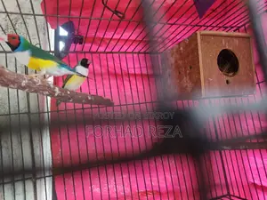 Golden Finch Bird
