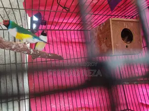 Golden Finch Bird
