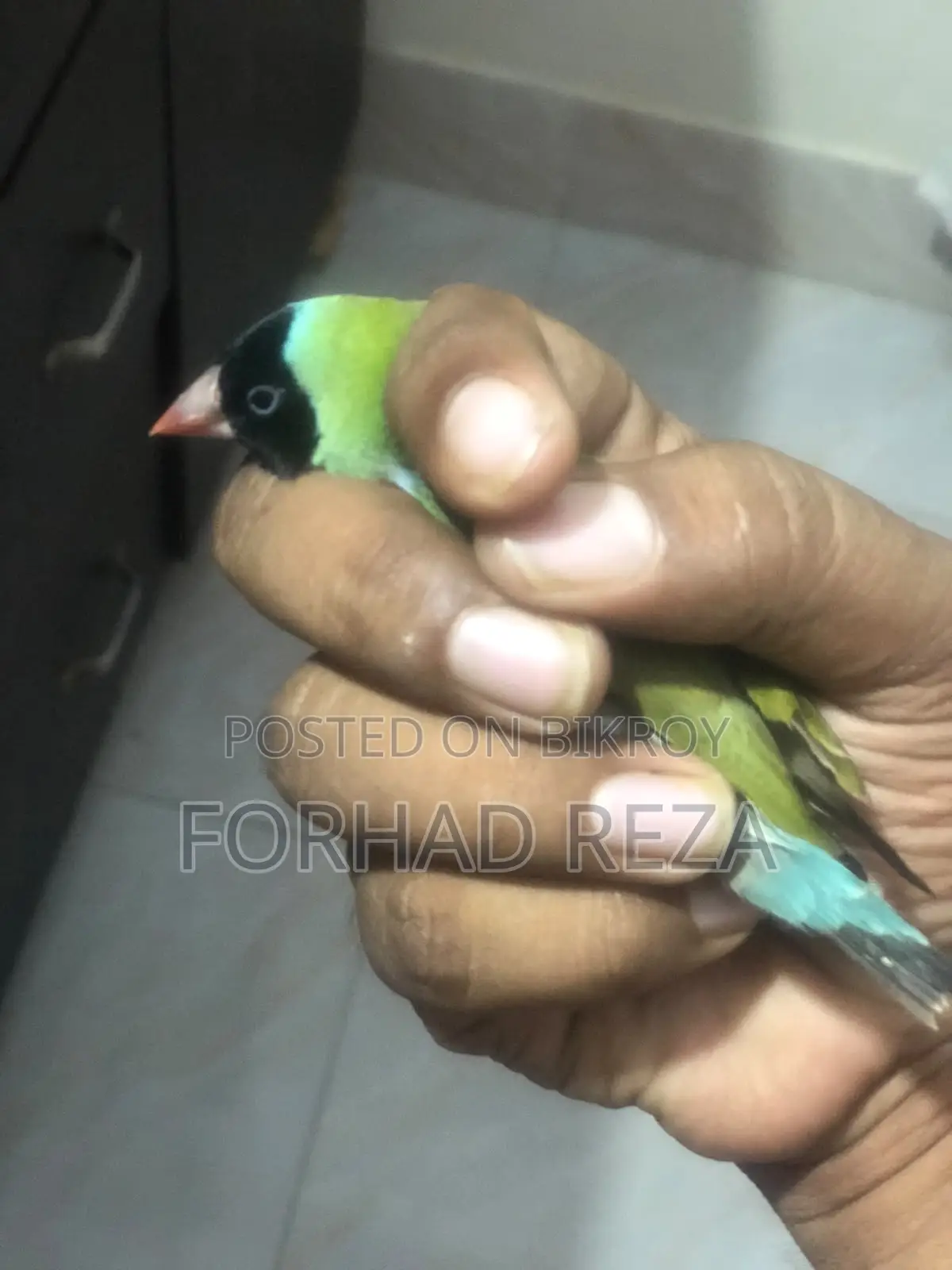 Golden Finch Bird