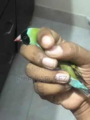 Golden Finch Bird