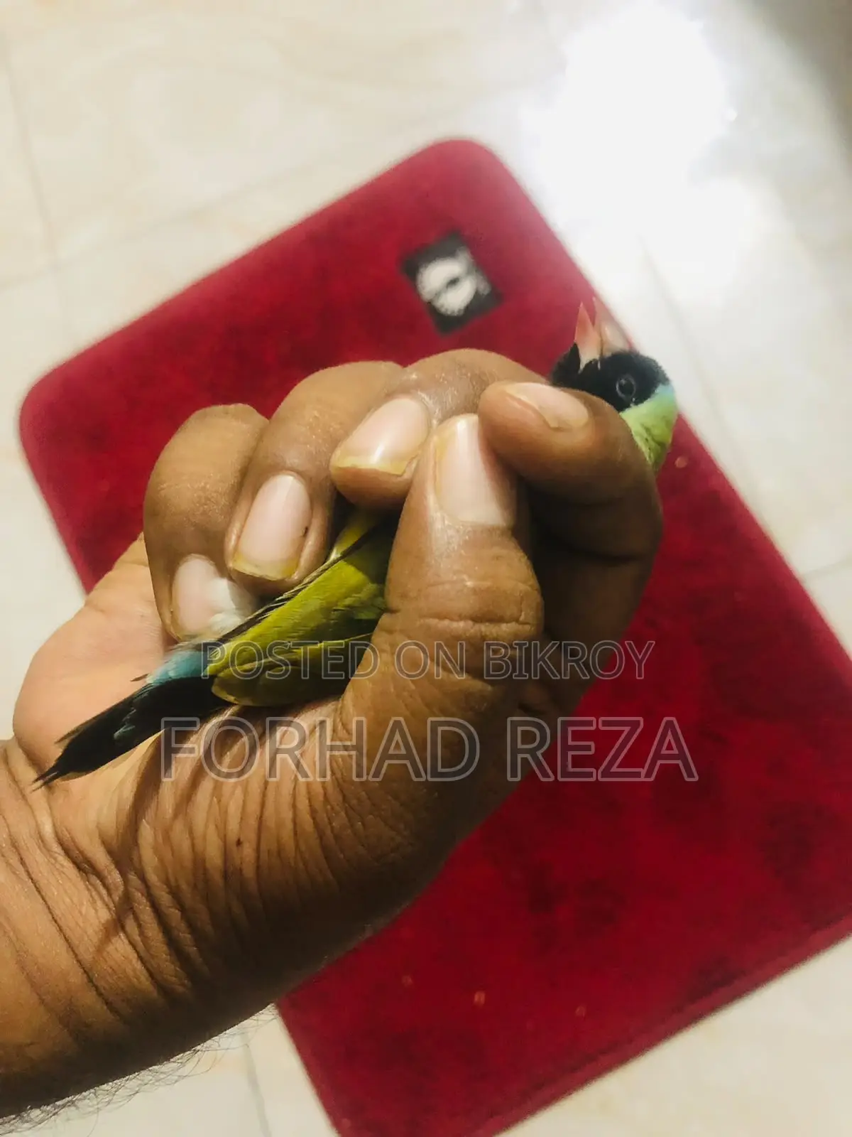 Golden Finch Bird