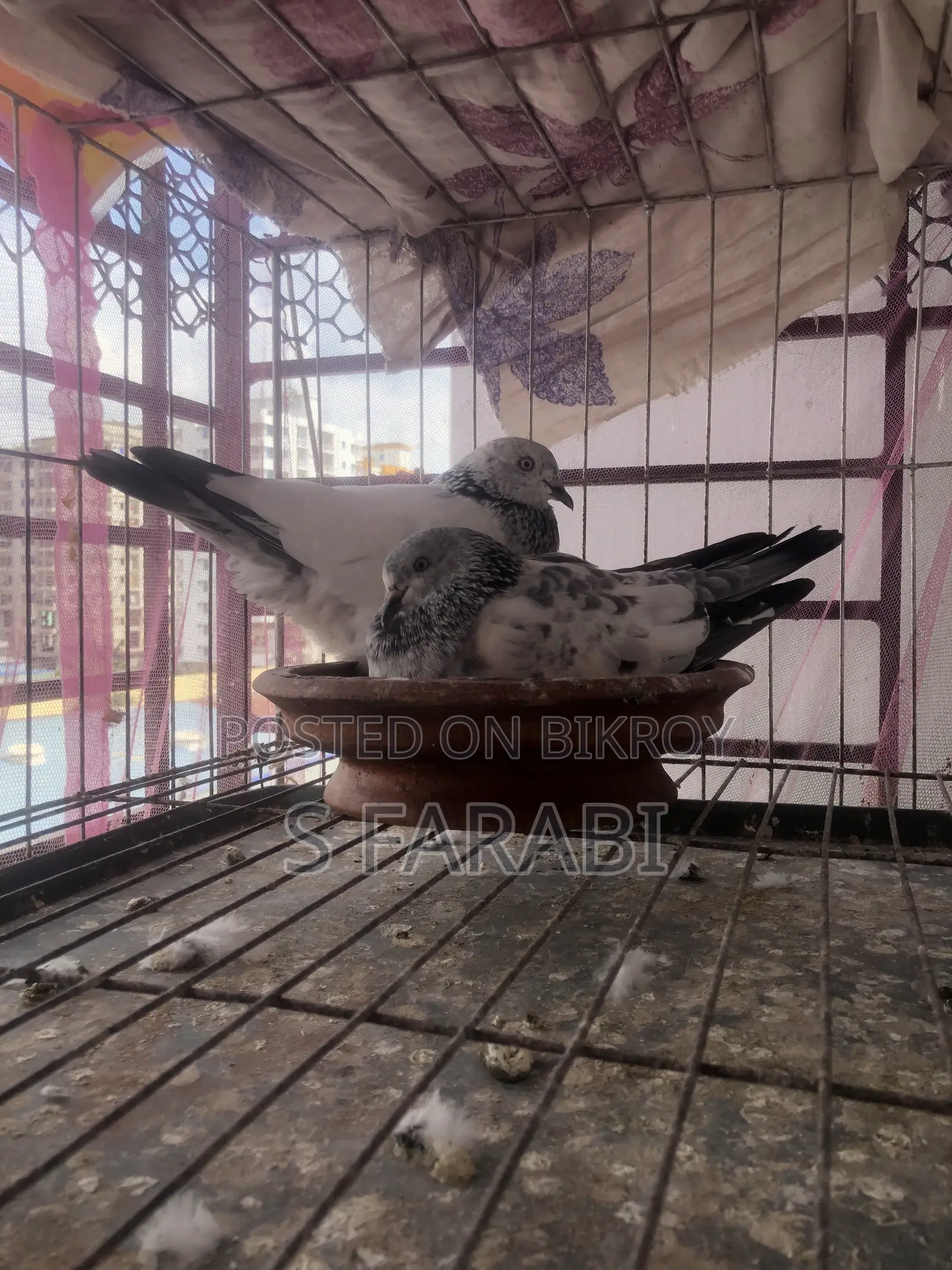 চার সাইড পাল্লা করা পাংখি কবুতর বিক্রী হবে।