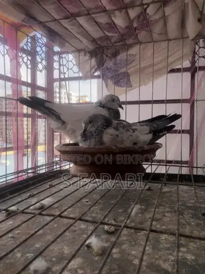 Four-side winged Pankhi pigeon for sale.