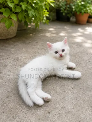 1-3 Months Male Purebred Persian
