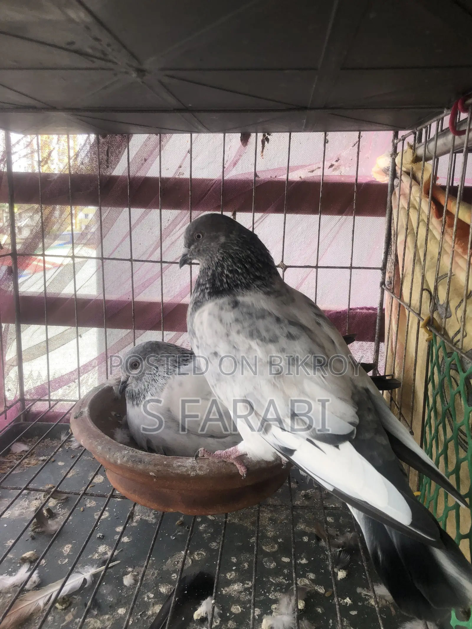 চার সাইড পাল্লা করা পাংখি কবুতর বিক্রী হবে।