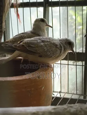 Diamond Dove 1 Pair
