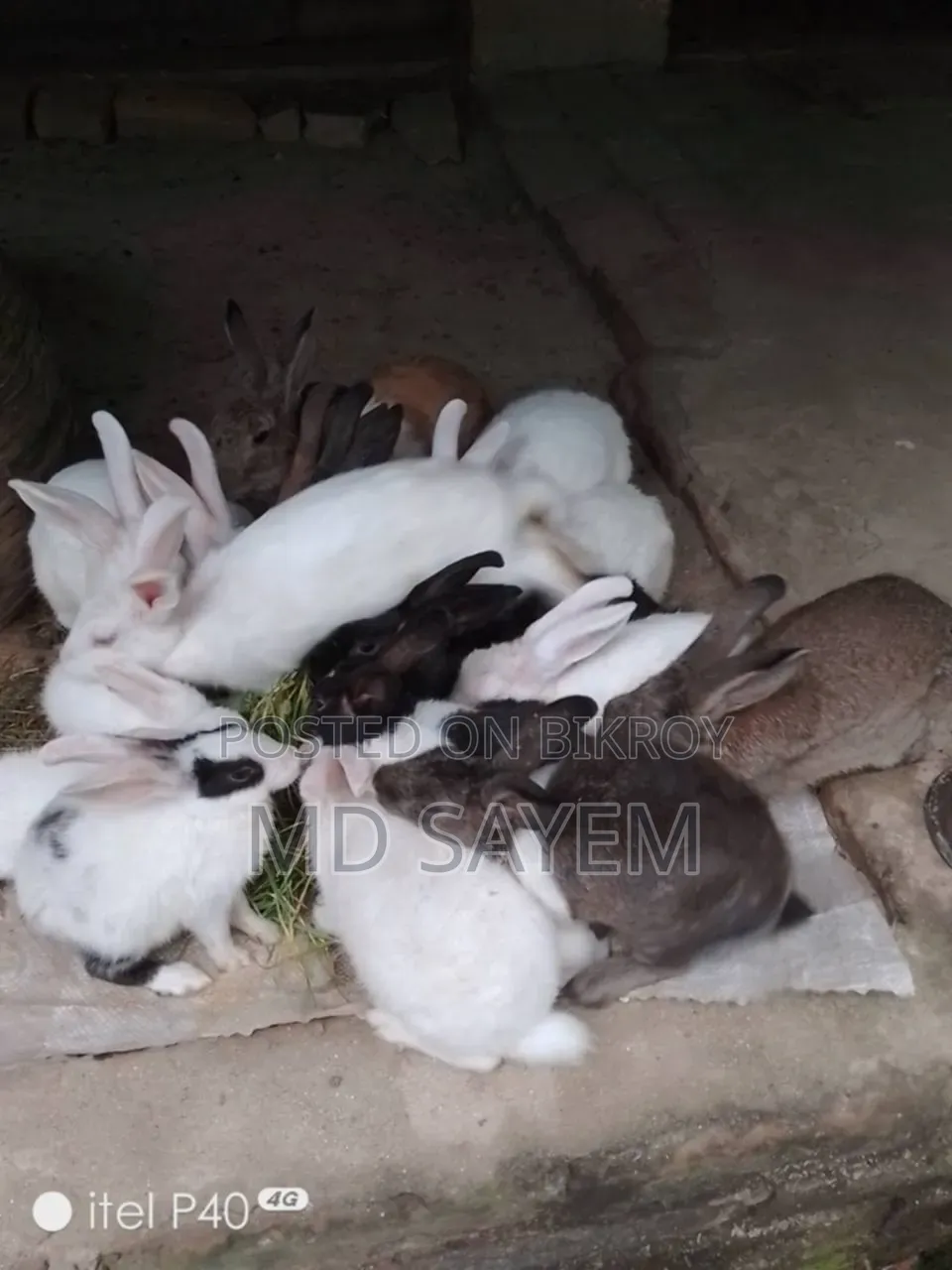 Rabbits for sale