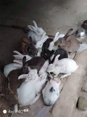 Rabbits for sale