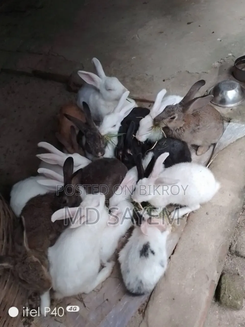 Rabbits for sale