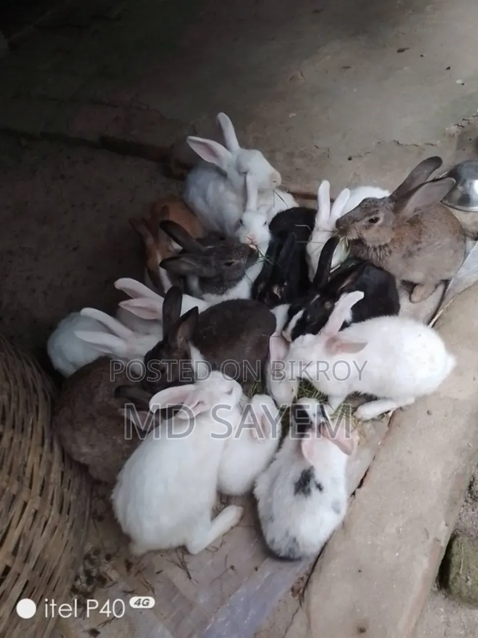 Rabbits for sale