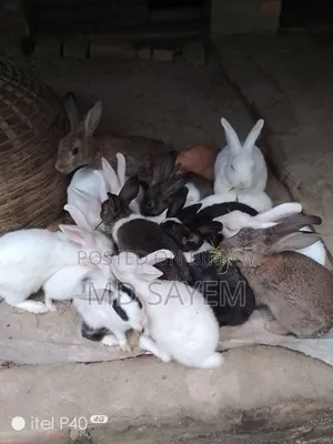 Rabbits for sale