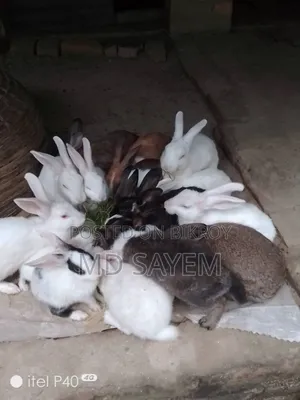 Rabbits for sale
