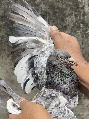 Silver Running