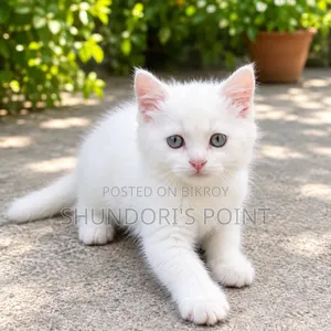 1-3 Months Male Purebred Persian