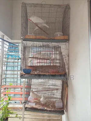 পাখির খাঁচা ২ টি