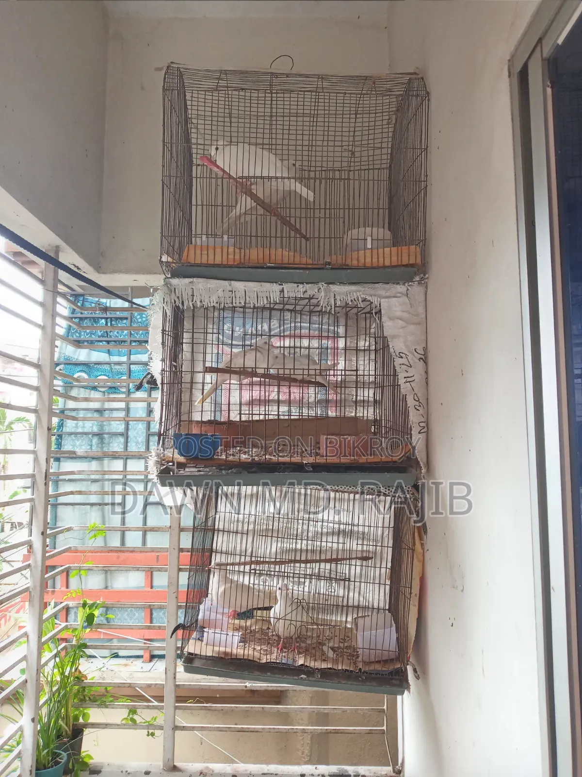 পাখির খাঁচা ২ টি