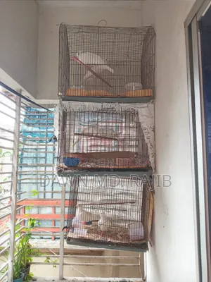 পাখির খাঁচা ২ টি