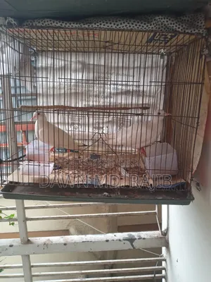 পাখির খাঁচা ২ টি