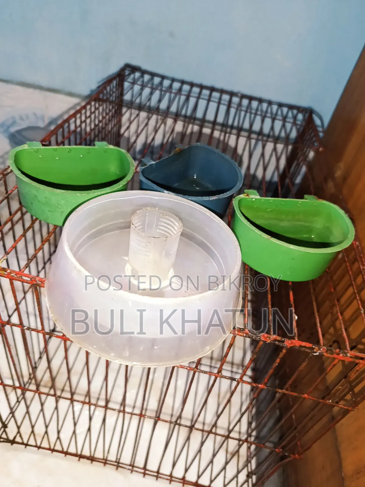Bird Cage