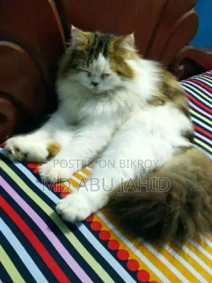 1+ year Male Purebred Persian