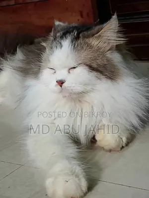 1+ year Male Purebred Persian