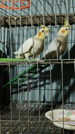 Active Cockatiel Bird