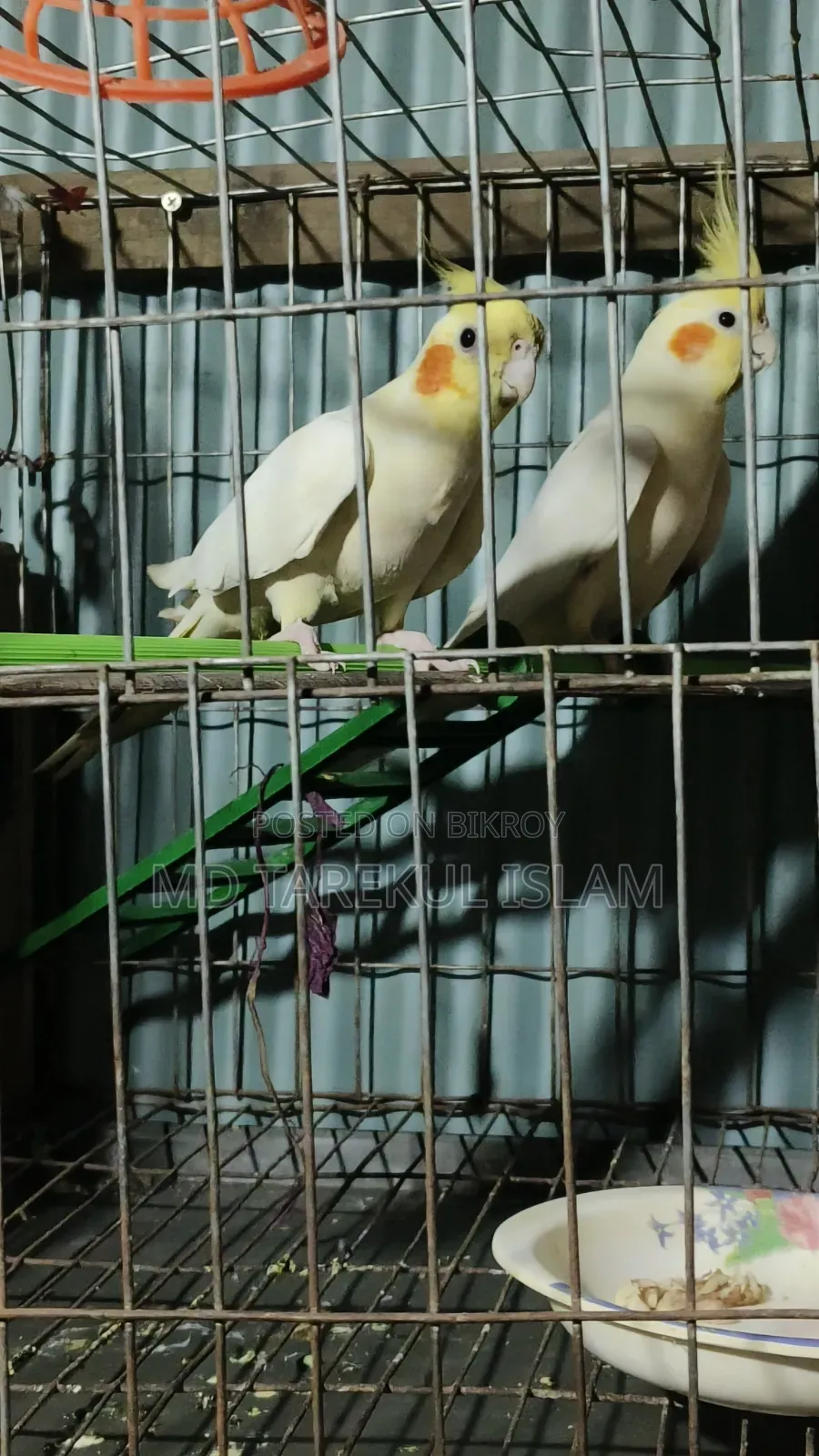 Active Cockatiel Bird