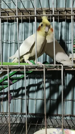 Active Cockatiel Bird