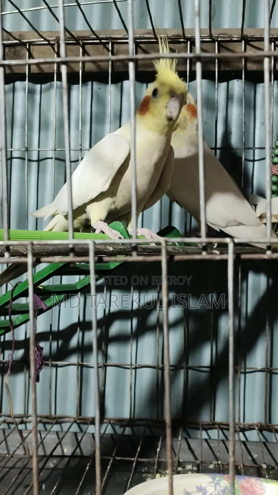 Active Cockatiel Bird