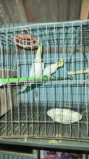 Active Cockatiel Bird