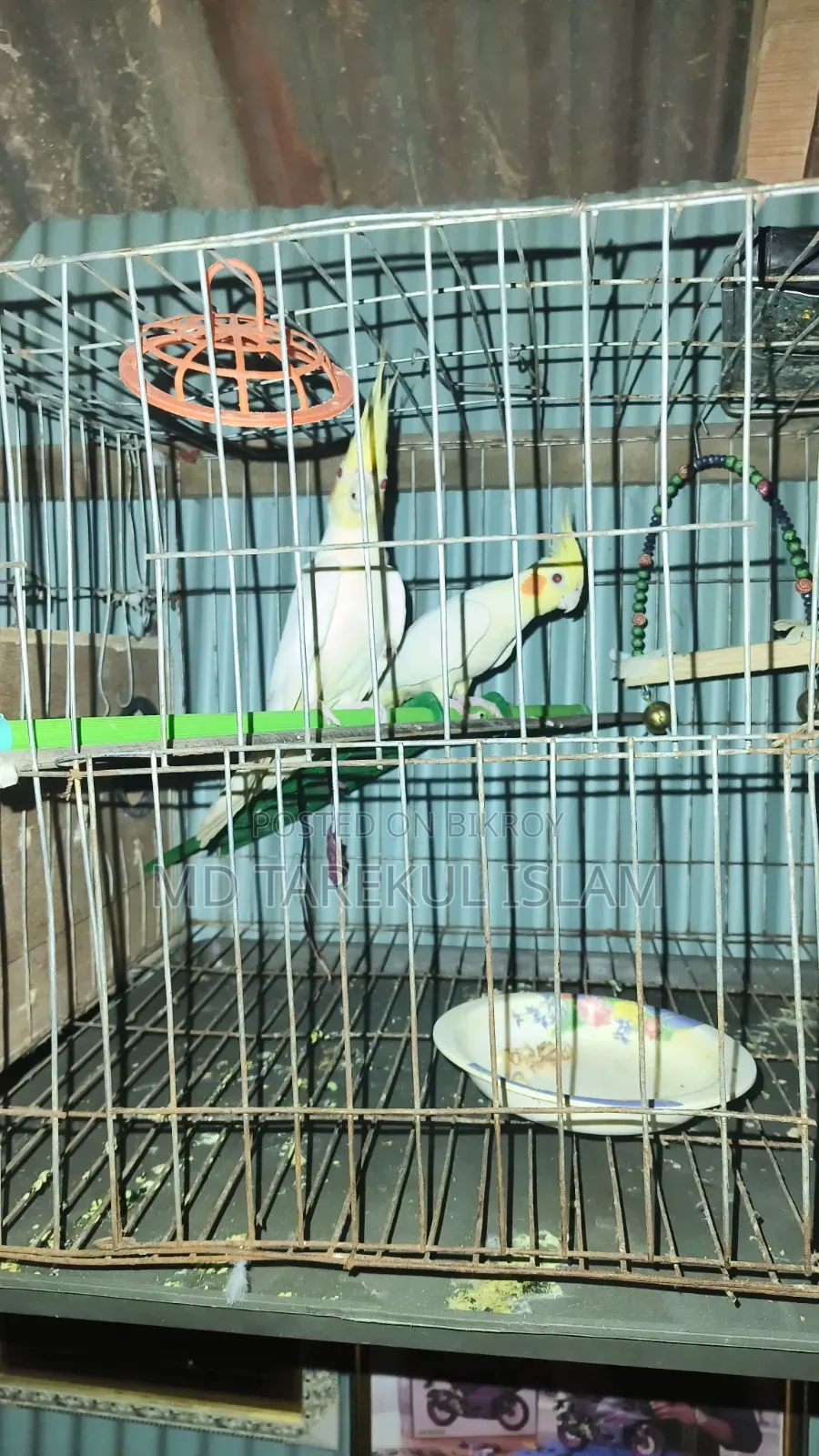 Active Cockatiel Bird
