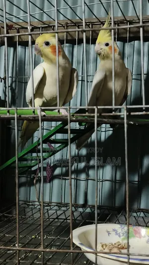 Active Cockatiel Bird