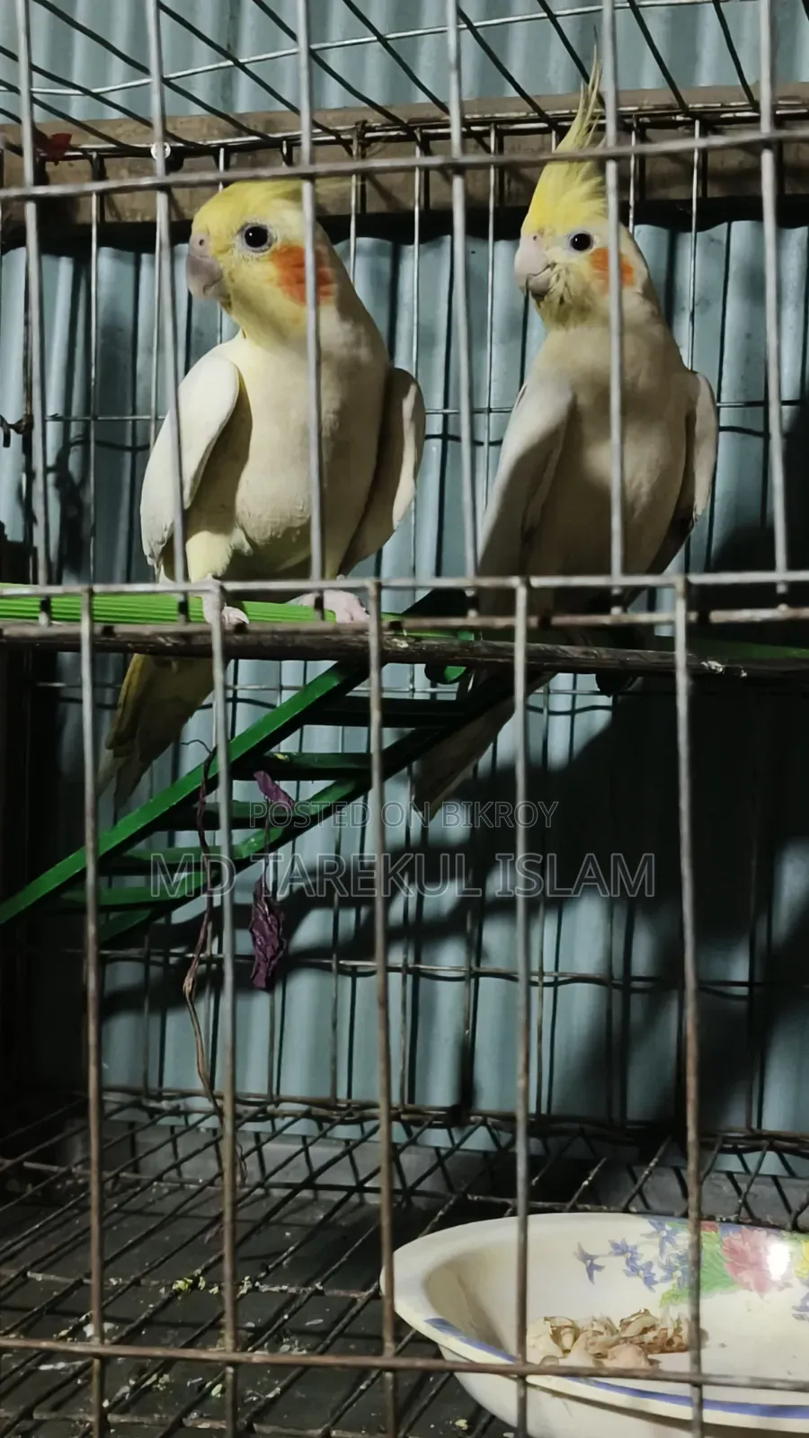 Active Cockatiel Bird