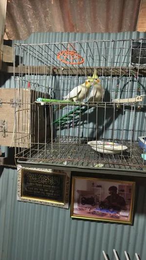 Active Cockatiel Bird