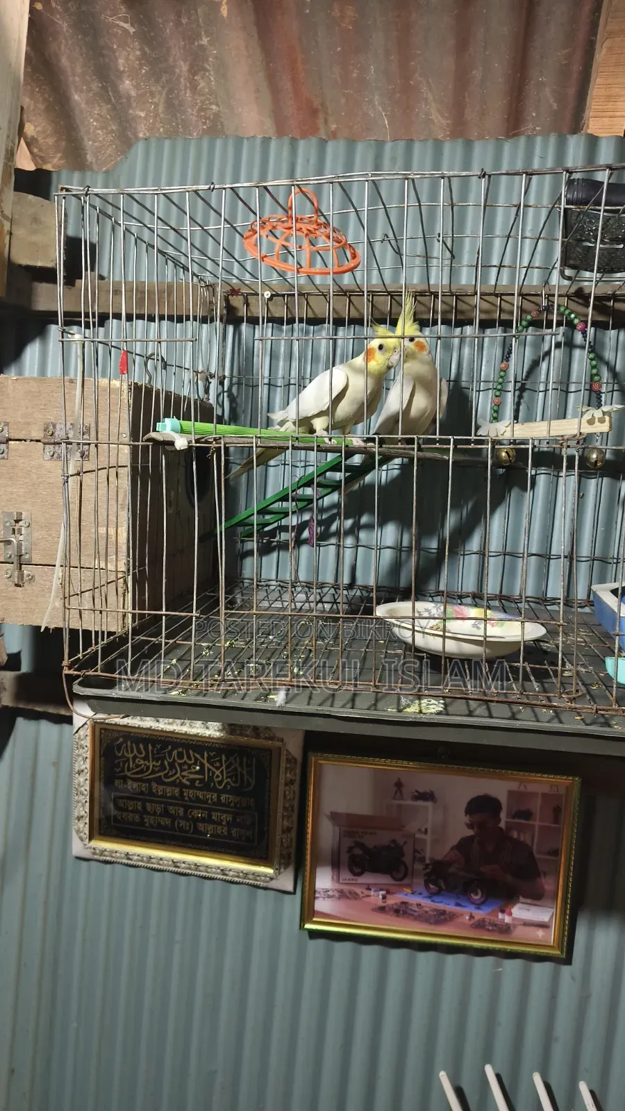 Active Cockatiel Bird