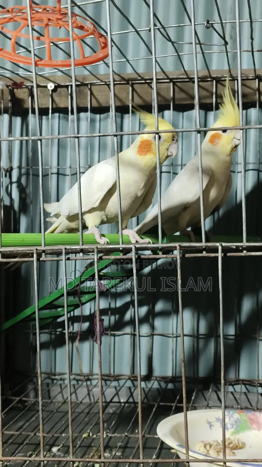 Active Cockatiel Bird