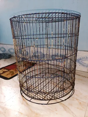 Bird Cage