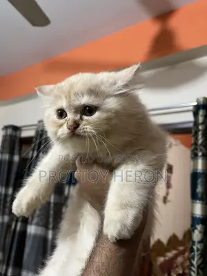 ১-৩ months Female Purebred Persian