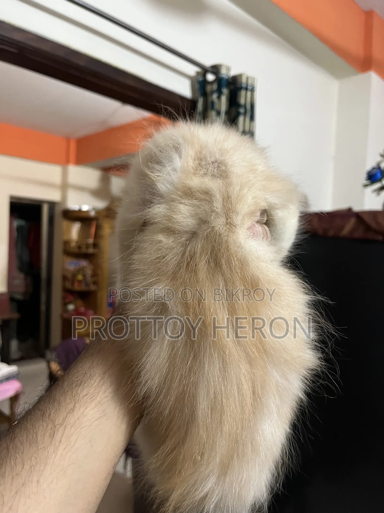১-৩ months Female Purebred Persian