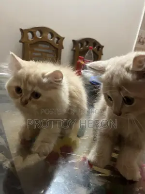 ১-৩ months Female Purebred Persian