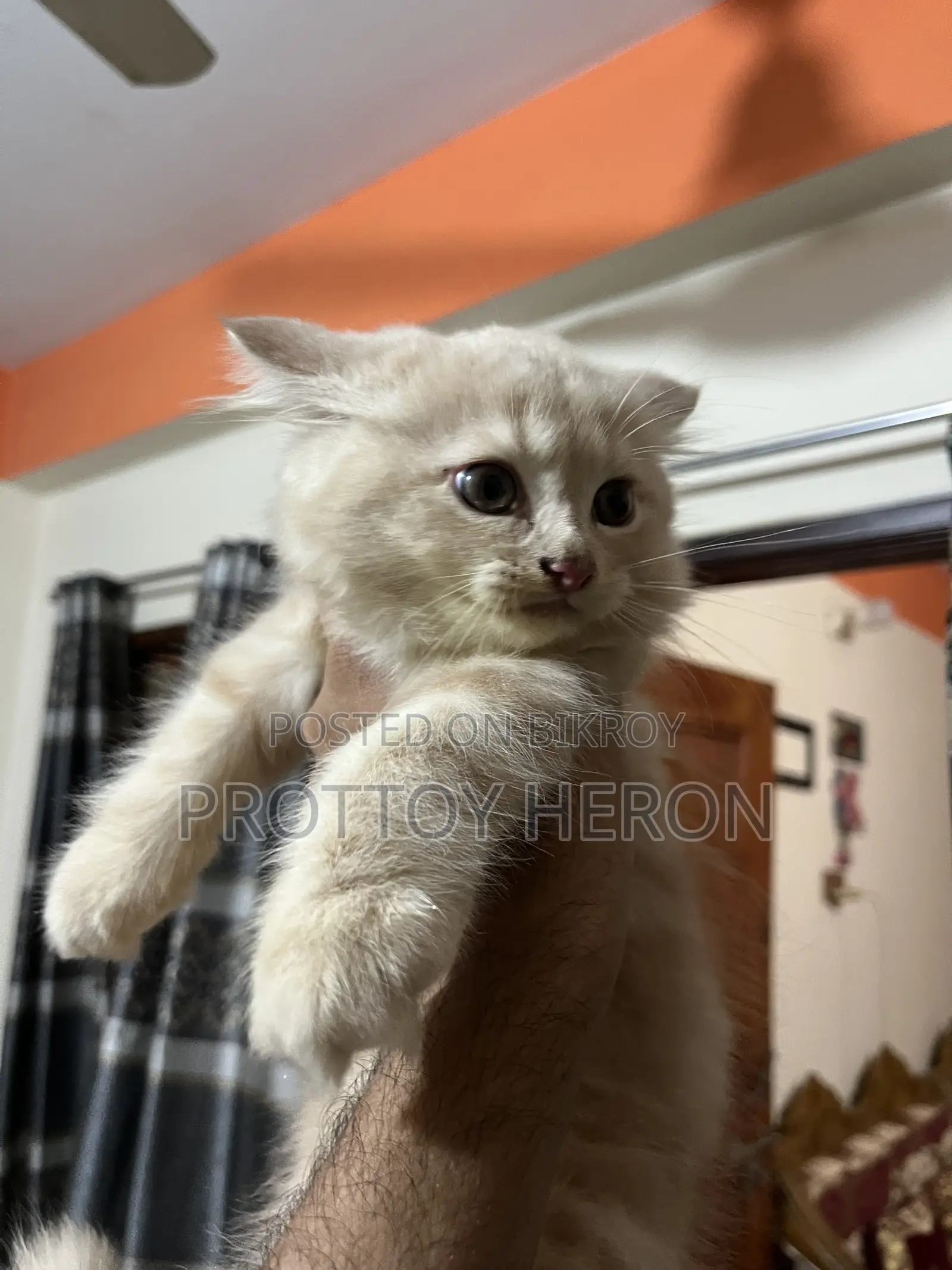 ১-৩ months Female Purebred Persian