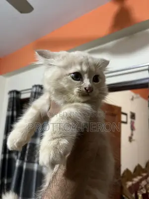 ১-৩ months Female Purebred Persian