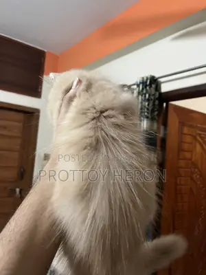 ১-৩ months Female Purebred Persian