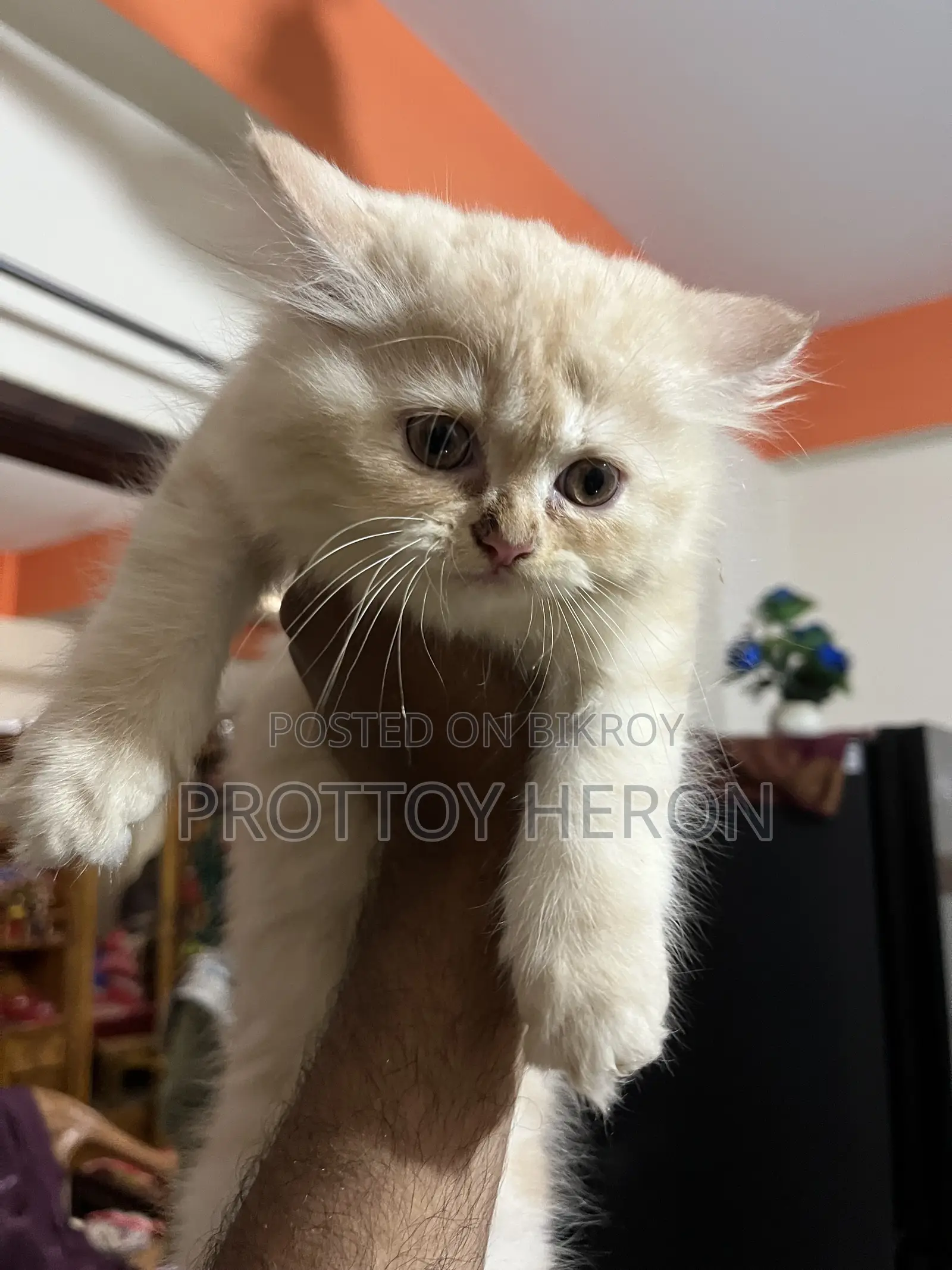 ১-৩ months Female Purebred Persian