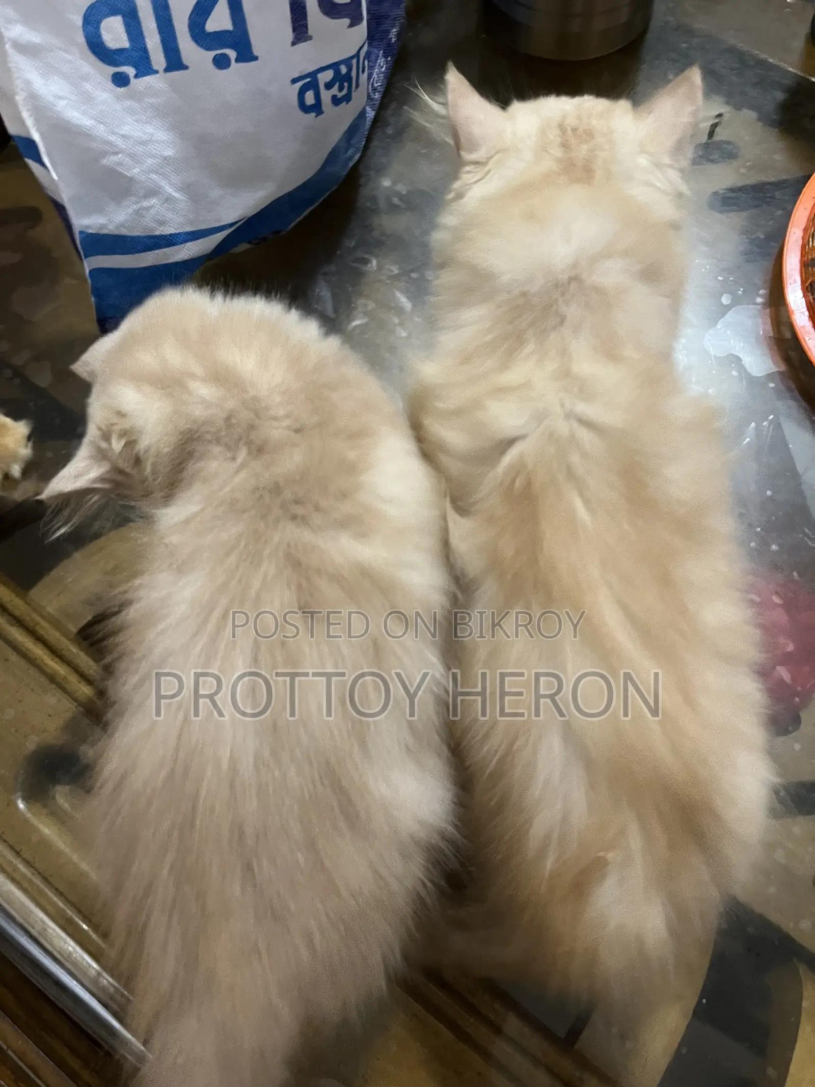 ১-৩ months Female Purebred Persian