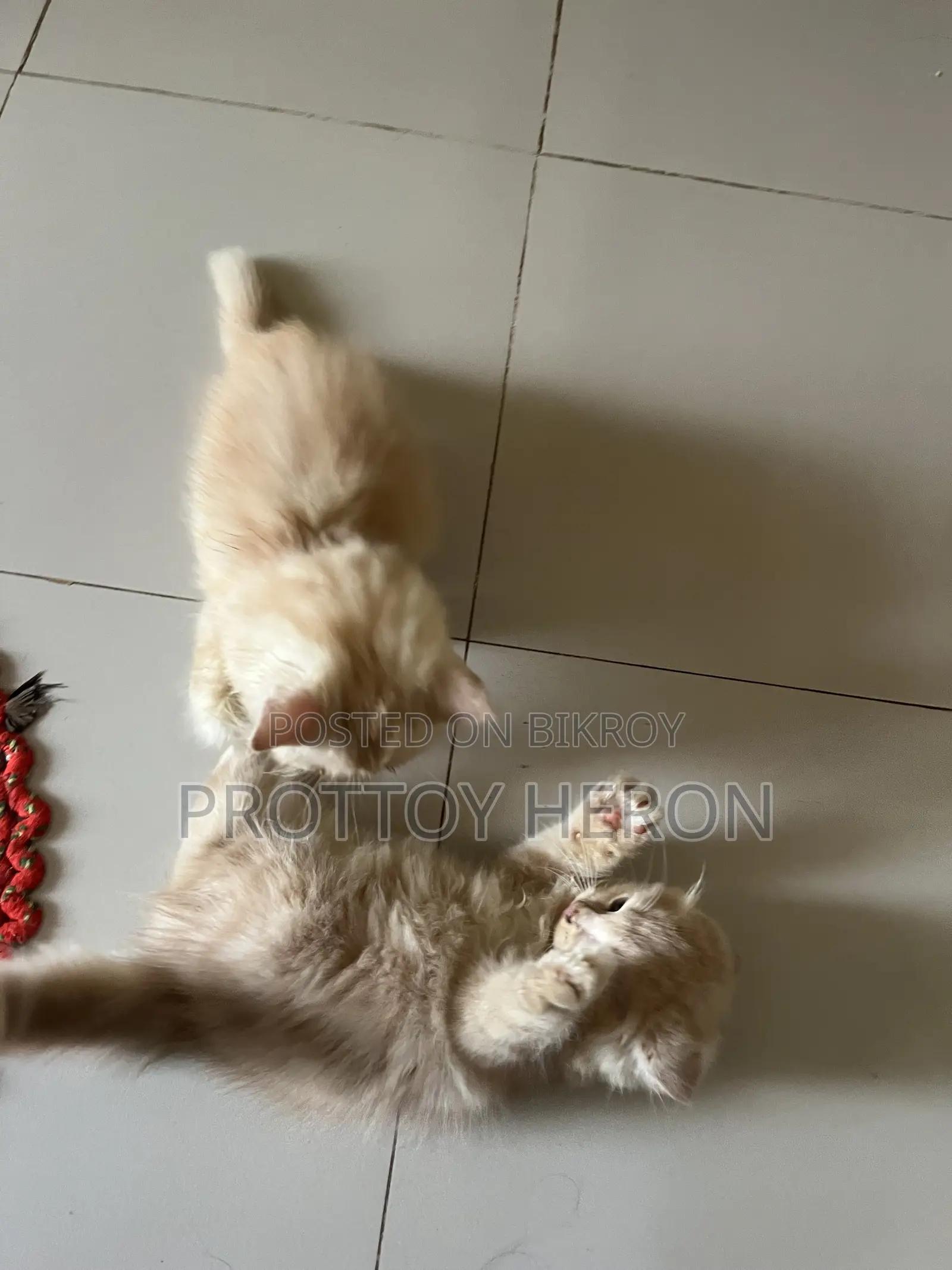 ১-৩ months Female Purebred Persian