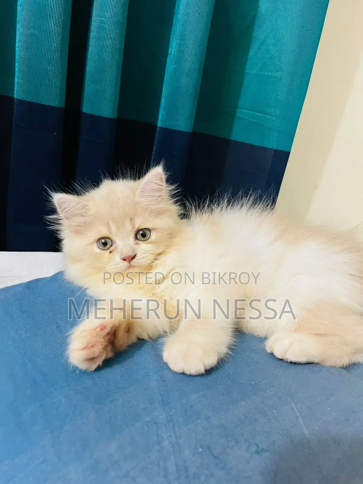 1-3 Months Female Purebred Persian