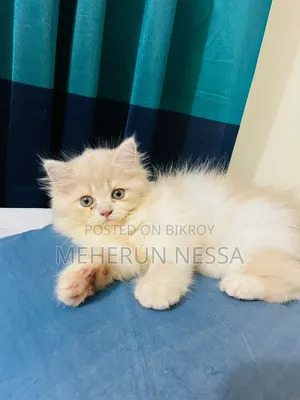 1-3 Months Female Purebred Persian